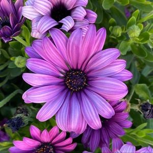 Meet your Posher, Rosalie